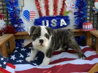Paul, a female English Bulldog for sale in Exeter, MO – 2 of 10