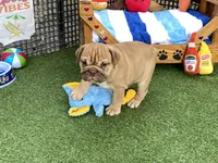 Ava, a female English Bulldog for sale in Exeter, MO – 3 of 7