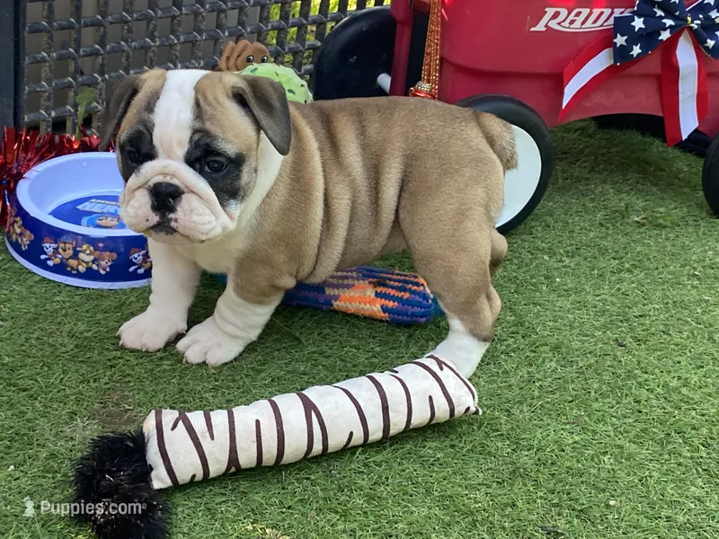 Dream – English Bulldog puppy for sale in Exeter, MO