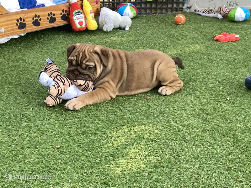 Addie – English Bulldog puppy for sale in Exeter, MO