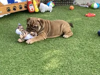 Addie, a female English Bulldog for sale in Exeter, MO – 2 of 8