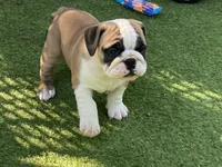 Dream, a female English Bulldog for sale in Exeter, MO – 2 of 10