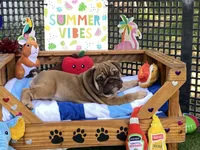 Addie, a female English Bulldog for sale in Exeter, MO – 3 of 8