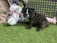 Hank, a male English Bulldog for sale in Exeter, MO – Photo 1 of 10