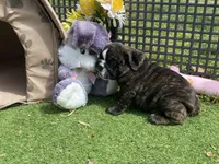 Hank, a male English Bulldog for sale in Exeter, MO – Photo 10 of 10