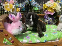 Hank, a male English Bulldog for sale in Exeter, MO – Photo 2 of 10