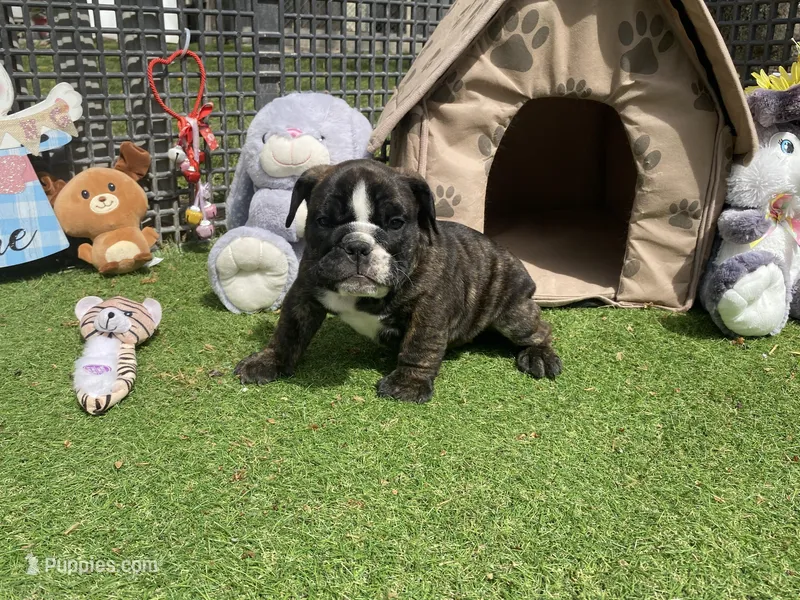 Hank – English Bulldog puppy for sale in Exeter, MO
