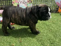 Hank, a male English Bulldog for sale in Exeter, MO – Photo 7 of 10