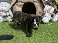 Hank, a male English Bulldog for sale in Exeter, MO – Photo 6 of 10