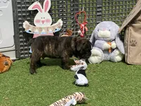 Hank, a male English Bulldog for sale in Exeter, MO – Photo 4 of 10