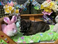 Hank, a male English Bulldog for sale in Exeter, MO – Photo 3 of 10