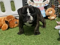 Hank, a male English Bulldog for sale in Exeter, MO – Photo 9 of 10