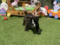 Hank, a male English Bulldog for sale in Exeter, MO – Photo 8 of 10