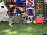Posey, a female English Bulldog for sale in Exeter, MO – 7 of 10