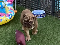 Addie, a female English Bulldog for sale in Exeter, MO – 7 of 8