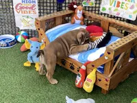 Addie, a female English Bulldog for sale in Exeter, MO – 6 of 8