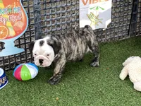 Rudy, a female English Bulldog for sale in Exeter, MO – 8 of 10