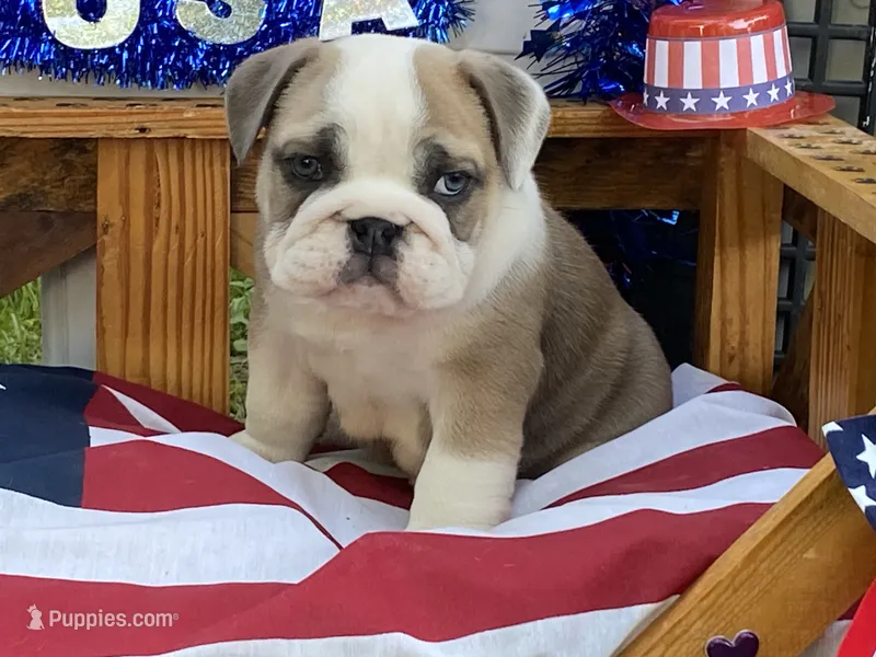 Pearl – English Bulldog puppy for sale in Exeter, MO