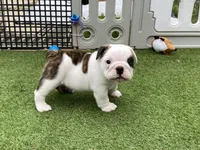 Rose, a female English Bulldog for sale in Exeter, MO – Photo 10 of 10