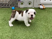 Rose, a female English Bulldog for sale in Exeter, MO – Photo 7 of 10