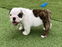 Rose, a female English Bulldog for sale in Exeter, MO – Photo 4 of 10