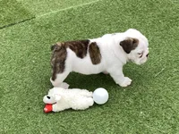 Rose, a female English Bulldog for sale in Exeter, MO – Photo 8 of 10