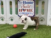 Rose, a female English Bulldog for sale in Exeter, MO – Photo 2 of 10