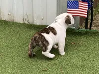 Rose, a female English Bulldog for sale in Exeter, MO – Photo 9 of 10