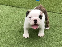 Rose, a female English Bulldog for sale in Exeter, MO – Photo 6 of 10