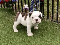 Rose, a female English Bulldog for sale in Exeter, MO – Photo 1 of 10