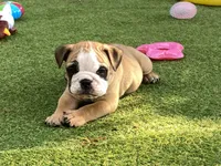 Rex, a female English Bulldog for sale in Exeter, MO – 2 of 10