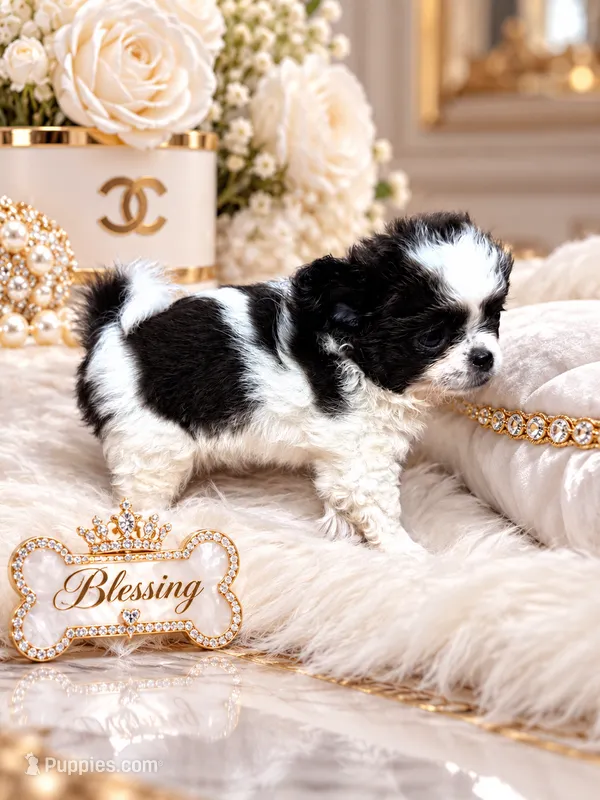 Blessing – Chihuahua puppy for sale in Sacramento, CA