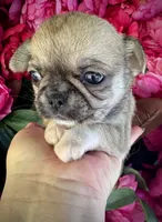 TIGER, a male Chihuahua for sale in Sacramento, CA – 4 of 9