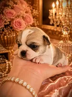 ARMANI, a male Chihuahua for sale in Sacramento, CA – 3 of 7