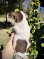 VELVET - Shorthair Girl, a female Chihuahua for sale in Sacramento, CA – Photo 7 of 8