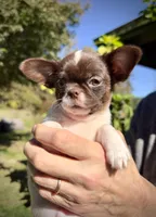 VELVET - Shorthair Girl, a female Chihuahua for sale in Sacramento, CA – Photo 8 of 8