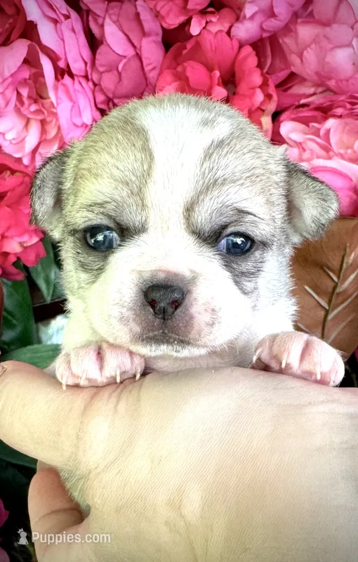 ARMANI – Chihuahua puppy for sale in Sacramento, CA