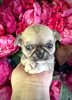 TIGER, a male Chihuahua for sale in Sacramento, CA – 1 of 9