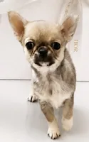 TIGER, a male Chihuahua for sale in Sacramento, CA – 9 of 9