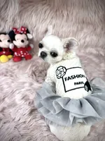 MASHA, a female Chihuahua for sale in Sacramento, CA – Photo 1 of 10