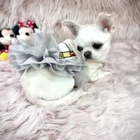 MASHA, a female Chihuahua for sale in Sacramento, CA – Photo 2 of 10