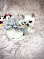 MASHA, a female Chihuahua for sale in Sacramento, CA – Photo 2 of 10