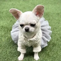 MASHA, a female Chihuahua for sale in Sacramento, CA – Photo 7 of 10