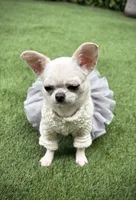 MASHA, a female Chihuahua for sale in Sacramento, CA – Photo 7 of 10