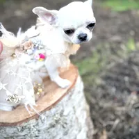 MASHA, a female Chihuahua for sale in Sacramento, CA – Photo 3 of 10