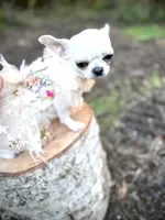 MASHA, a female Chihuahua for sale in Sacramento, CA – Photo 3 of 10