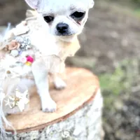 MASHA, a female Chihuahua for sale in Sacramento, CA – Photo 4 of 10