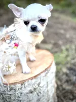 MASHA, a female Chihuahua for sale in Sacramento, CA – Photo 4 of 10