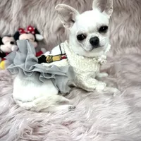 MASHA, a female Chihuahua for sale in Sacramento, CA – Photo 5 of 10