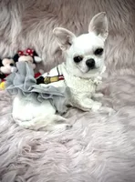 MASHA, a female Chihuahua for sale in Sacramento, CA – Photo 5 of 10